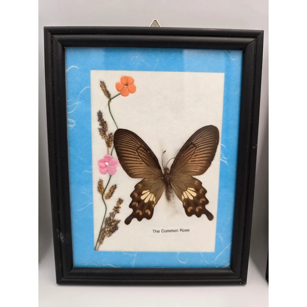 Set of 3 Framed Butterfly Art Collection Common Tiger Common Rose Lime Butterfly